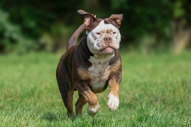 A happy dog playing at Paws Haven